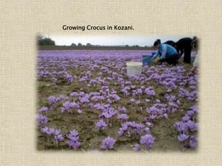 Growing Crocus in Kozani.
 