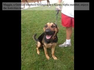 Maggie, a German Shepherd belonging to a Kappa Alpha member, enjoys
the festivities too.
 