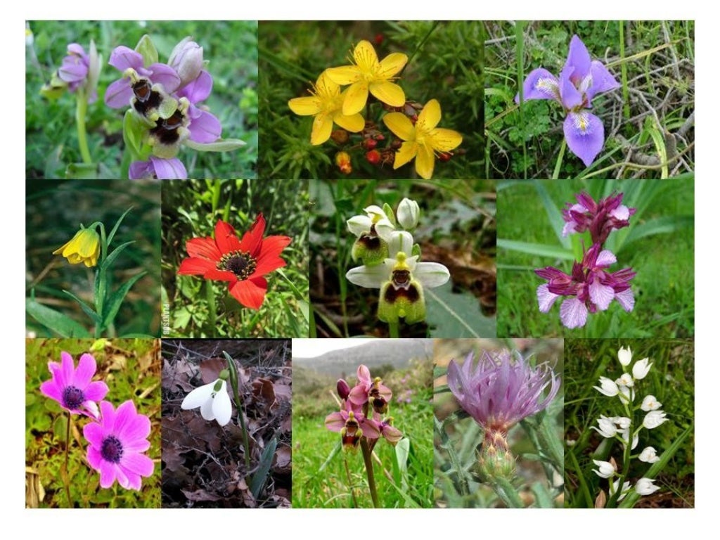 Greek fauna and flora