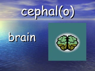 cephal(o) brain