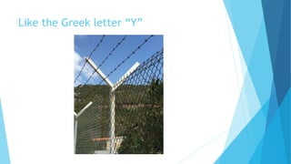 Like the Greek letter “Y”
 