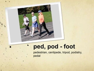 ped, pod - foot
pedestrian, centipede, tripod, podiatry,
pedal

 