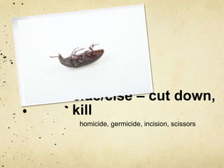 cide/cise – cut down,
kill
homicide, germicide, incision, scissors

 