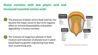 Maize varieties with low phytic acid and
increased essential amino acids
Nutritional quality of different components of a maize kernel
The presence of phytic acid in food matrices has
become the major concerns due to its negative
effect on mineral bioavailability and protein
digestibility in human nutrition.
The inclusion of exogenous phytase in food
medium and reduction of phytate level in plant-
based food via genetic engineering have been
seen as promising area.
 