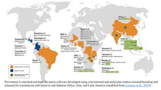 Provitamin A-enriched and high-Zn maize cultivars developed using conventional and molecular marker-assisted breeding and
released for commercial cultivation in sub-Saharan Africa, Asia, and Latin America (modified from Listman et al., 2019).
 