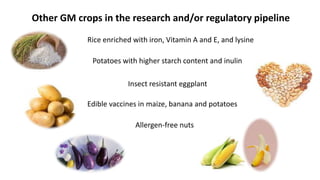 Other GM crops in the research and/or regulatory pipeline
Rice enriched with iron, Vitamin A and E, and lysine
Insect resistant eggplant
Edible vaccines in maize, banana and potatoes
Allergen-free nuts
Potatoes with higher starch content and inulin
 