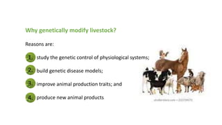 Why genetically modify livestock?
Reasons are:
study the genetic control of physiological systems;
build genetic disease models;
improve animal production traits; and
produce new animal products
1.
2.
3.
4.
 