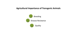 Agricultural Importance of Transgenic Animals
Breeding
Disease Resistance
Quality
 