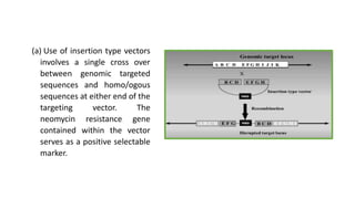 (a) Use of insertion type vectors
involves a single cross over
between genomic targeted
sequences and homo/ogous
sequences at either end of the
targeting vector. The
neomycin resistance gene
contained within the vector
serves as a positive selectable
marker.
 