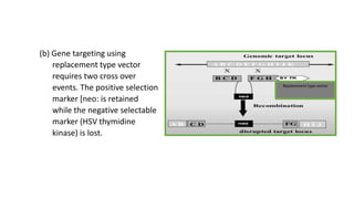 (b) Gene targeting using
replacement type vector
requires two cross over
events. The positive selection
marker [neo: is retained
while the negative selectable
marker (HSV thymidine
kinase) is lost.
Replacement type vector
 