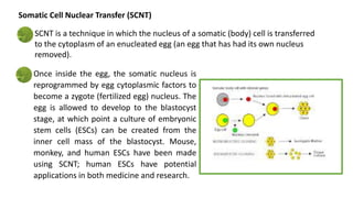 SCNT is a technique in which the nucleus of a somatic (body) cell is transferred
to the cytoplasm of an enucleated egg (an egg that has had its own nucleus
removed).
Once inside the egg, the somatic nucleus is
reprogrammed by egg cytoplasmic factors to
become a zygote (fertilized egg) nucleus. The
egg is allowed to develop to the blastocyst
stage, at which point a culture of embryonic
stem cells (ESCs) can be created from the
inner cell mass of the blastocyst. Mouse,
monkey, and human ESCs have been made
using SCNT; human ESCs have potential
applications in both medicine and research.
Somatic Cell Nuclear Transfer (SCNT)
 