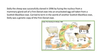 Dolly the sheep was successfully cloned in 1996 by fusing the nucleus from a
mammary-gland cell of a Finn Dorset ewe into an enucleated egg cell taken from a
Scottish Blackface ewe. Carried to term in the womb of another Scottish Blackface ewe,
Dolly was a genetic copy of the Finn Dorset ewe.
 