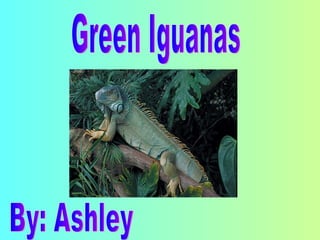 Green Iguanas By: Ashley 