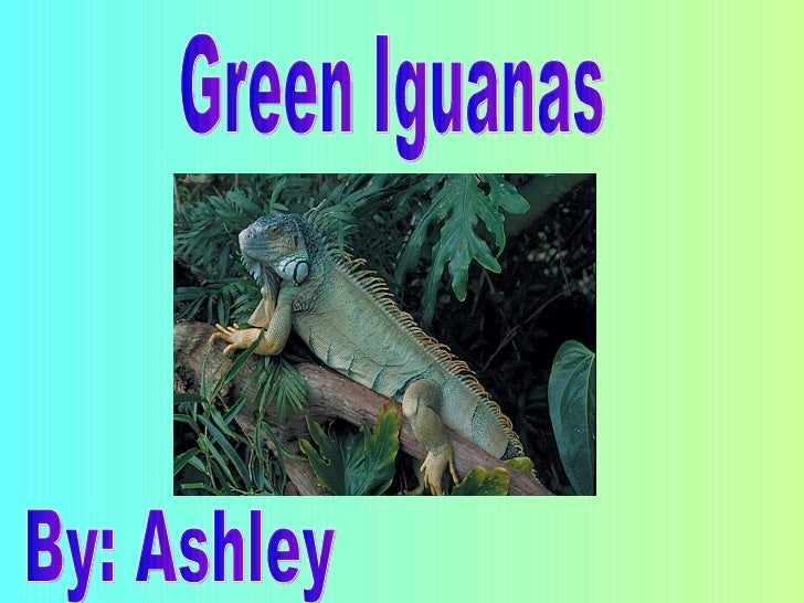 Green Iguanas