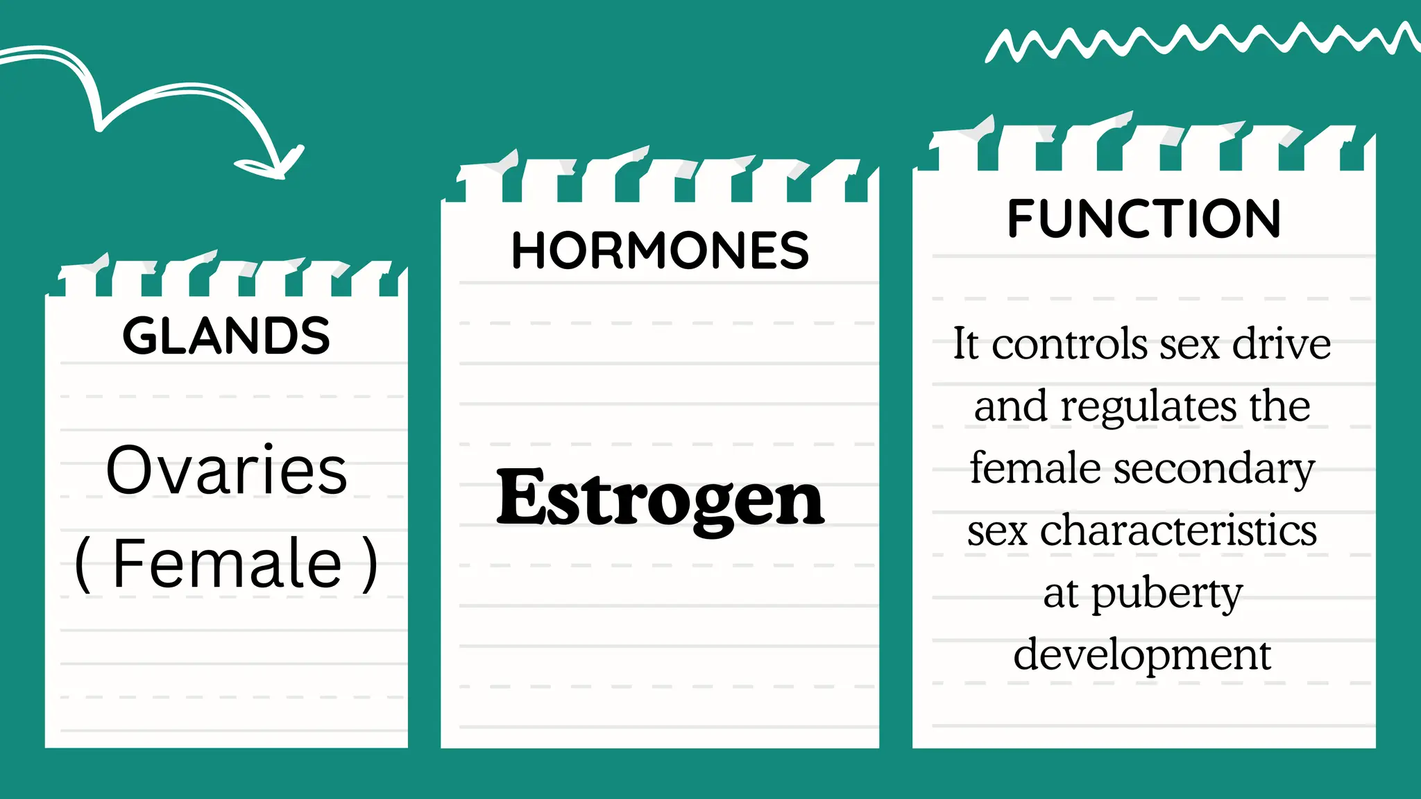 HORMONES AND ITS ROLES IN THE HUMAN REPRODUCTIVE SYSTEM | PDF