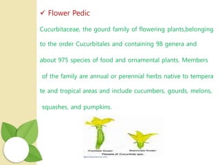 Flower Pedic
Cucurbitaceae, the gourd family of flowering plants,belonging
to the order Cucurbitales and containing 98 genera and
about 975 species of food and ornamental plants. Members
of the family are annual or perennial herbs native to tempera
te and tropical areas and include cucumbers, gourds, melons,
squashes, and pumpkins.
 