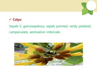 Calyx:
Sepals 5, gamosepalous, sepals pointed, rarely petaloid,
campanulate, aestivation imbricate.
 