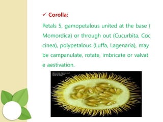  Corolla:
Petals 5, gamopetalous united at the base (
Momordica) or through out (Cucurbita, Coc
cinea), polypetalous (Luffa, Lagenaria), may
be campanulate, rotate, imbricate or valvat
e aestivation.
 
