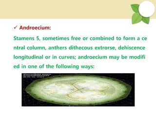  Androecium:
Stamens 5, sometimes free or combined to form a ce
ntral column, anthers dithecous extrorse, dehiscence
longitudinal or in curves; androecium may be modifi
ed in one of the following ways:
 
