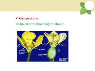  Genoecium:
Reduced or rudimentary or absent.
 