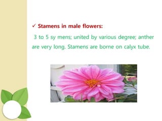  Stamens in male flowers:
3 to 5 sy mens; united by various degree; anther
are very long. Stamens are borne on calyx tube.
 