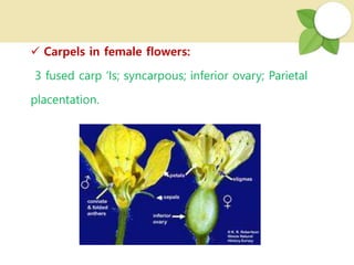  Carpels in female flowers:
3 fused carp ‘Is; syncarpous; inferior ovary; Parietal
placentation.
 