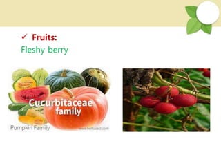  Fruits:
Fleshy berry
 