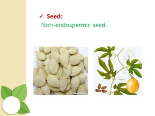 Seed:
Non-endospermic seed.
 