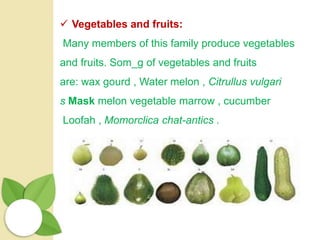  Vegetables and fruits:
Many members of this family produce vegetables
and fruits. Som_g of vegetables and fruits
are: wax gourd , Water melon , Citrullus vulgari
s Mask melon vegetable marrow , cucumber
Loofah , Momorclica chat-antics .
 