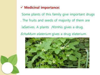  Medicinal importance:
Some plants of this family give important drugs
. The fruits and seeds of majority of them are
laSatives. A plants /Ktmhis gives a drug.
EchaMum elaterium gives a drug elaterium.
 