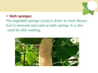  Bath sponges:
The vegetable sponge (Luna) is dried. Its inner fibrous
fruit is removed and used as bath sponge. It is also
used for dish washing.
 