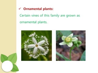  Ornamental plants:
Certain vines of this family are grown as
ornamental plants.
 