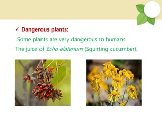  Dangerous plants:
Some plants are very dangerous to humans.
The juice of Echo elaterium (Squirting cucumber).
 