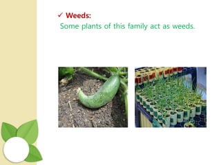  Weeds:
Some plants of this family act as weeds.
 