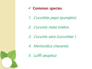  Common species
1. Cucurbita pepo (pumpkin)
2. Cucumis meta (melon
3. Cucumis sans (cucumber )
4. Momordica charantia
5. Luffli aeuptica
 