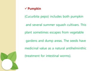  Pumpkin
(Cucurbita pepo) includes both pumpkin
and several summer squash cultivars. This
plant sometimes escapes from vegetable
gardens and dump areas. The seeds have
medicinal value as a natural antihelminthic
(treatment for intestinal worms).
 