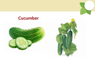 Cucumber
 