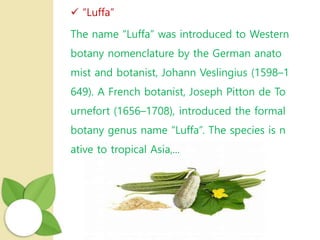  “Luffa”
The name “Luffa” was introduced to Western
botany nomenclature by the German anato
mist and botanist, Johann Veslingius (1598–1
649). A French botanist, Joseph Pitton de To
urnefort (1656–1708), introduced the formal
botany genus name “Luffa”. The species is n
ative to tropical Asia,...
 