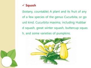  Squash
(botany, countable) A plant and its fruit of any
of a few species of the genus Cucurbita, or go
urd kind. Cucurbita maxima, including Hubbar
d squash, great winter squash, buttercup squas
h, and some varieties of pumpkins.
 