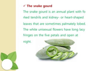  The snake gourd
The snake gourd is an annual plant with fo
rked tendrils and kidney- or heart-shaped
leaves that are sometimes palmately lobed.
The white unisexual flowers have long lacy
fringes on the five petals and open at
night.
 