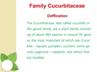 Family Cucurbitaceae
Deffination
The Cucurbitaceae, also called cucurbits or
the gourd family, are a plant family consisti
ng of about 965 species in around 95 gene
ra, the most important of which are: Cucur
bita – squash, pumpkin, zucchini, some go
urds Lagenaria – calabash, and others that
are inedible
 