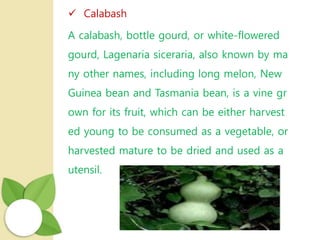  Calabash
A calabash, bottle gourd, or white-flowered
gourd, Lagenaria siceraria, also known by ma
ny other names, including long melon, New
Guinea bean and Tasmania bean, is a vine gr
own for its fruit, which can be either harvest
ed young to be consumed as a vegetable, or
harvested mature to be dried and used as a
utensil.
 