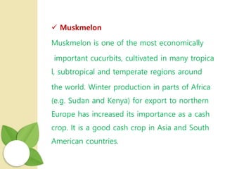  Muskmelon
Muskmelon is one of the most economically
important cucurbits, cultivated in many tropica
l, subtropical and temperate regions around
the world. Winter production in parts of Africa
(e.g. Sudan and Kenya) for export to northern
Europe has increased its importance as a cash
crop. It is a good cash crop in Asia and South
American countries.
 