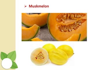  Muskmelon
 