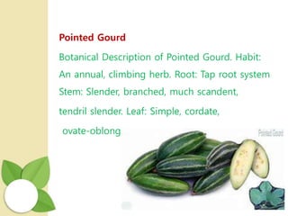 Pointed Gourd
Botanical Description of Pointed Gourd. Habit:
An annual, climbing herb. Root: Tap root system
Stem: Slender, branched, much scandent,
tendril slender. Leaf: Simple, cordate,
ovate-oblong.
 