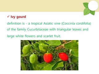  Ivy gourd
definition is - a tropical Asiatic vine (Coccinia cordifolia)
of the family Cucurbitaceae with triangular leaves and
large white flowers and scarlet fruit.
 