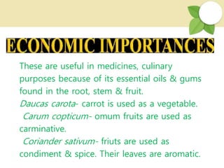 These are useful in medicines, culinary
purposes because of its essential oils & gums
found in the root, stem & fruit.
Daucas carota- carrot is used as a vegetable.
Carum copticum- omum fruits are used as
carminative.
Coriander sativum- friuts are used as
condiment & spice. Their leaves are aromatic.
 