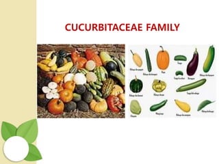 CUCURBITACEAE FAMILY
 
