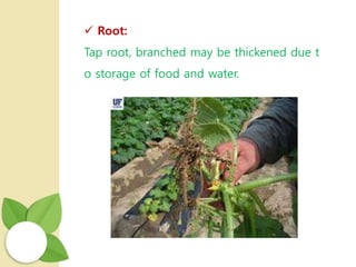  Root:
Tap root, branched may be thickened due t
o storage of food and water.
 