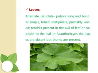  Leaves:
Alternate, petiolate- petiole long and hollo
w; simple, lobed, exstipulate, palatably vein
ed; tendrils present in the axil of leaf or op
posite to the leaf. In Acanthosicyos the leav
es are absent but thorns are present.
 